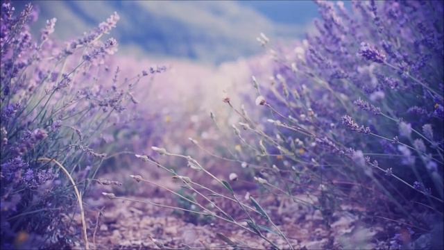 Lavender Tea смотреть онлайн