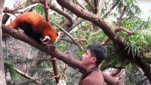 Red Panda aka Firefox at Singapore Zoo River Safari 2015 (Feeding Time)