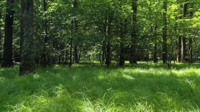 Скачать футаж лето,трава,солнце смотреть онлайн