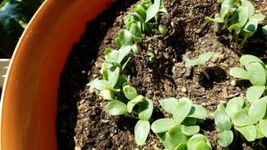 Growing Cantaloupe from Seeds, Days 0-6