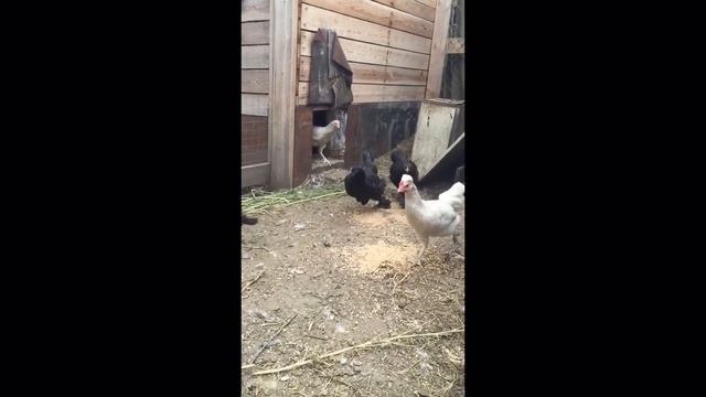 Побег Из Курятника смотреть онлайн