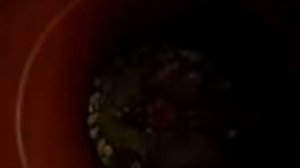 Пересадка и формирование сингониума