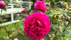 Gabriel Oak - David Austin Rose Review
