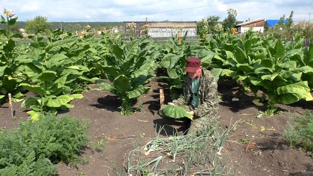 Уборка урожая Курительного табака - сорт Ксанти. смотреть онлайн