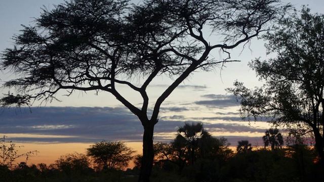 AFRICAN NIGHT SOUNDS, Namibia, near river Ocavango/Ночные звуки Африки смотреть онлайн