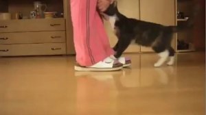 Дрессированный кот