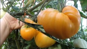 Томат урожайный и вкусный    Рик Мандэй  (Rick Monday, США)