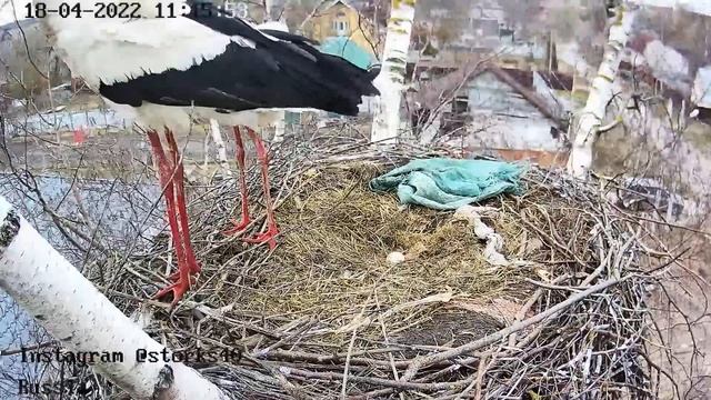 ЗЕЛЕНОЕ И МЯГКОЕ. ЧТО ПРИНЕС АИСТ В ГНЕЗДО смотреть онлайн