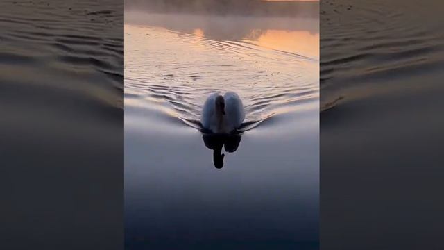 Лебедь на озере ранним утром. смотреть онлайн