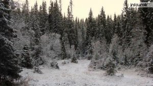 Лесная зона