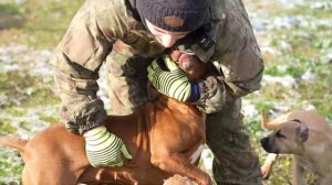 Первый снег в Апшеронске, щенки не боятся морозов. Питомник Драгон Лайф Агоп рекламирует щенков.