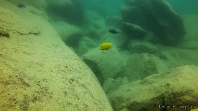 Metriaclima sp. 'zebra gold' at Kawanga Rocks смотреть онлайн