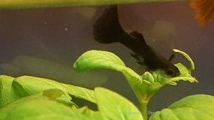 Гуппи Черный монах в листьях лимнофилы Ругоза