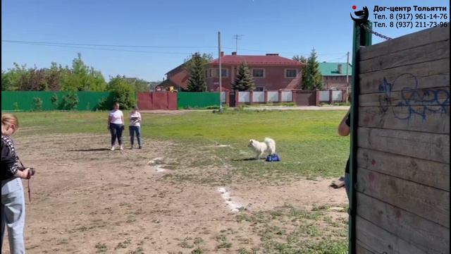 Дружкова Юлия и самоед РАДОСТЬ ЖИЗНИ ЧАНДРА. Испытания ОКД. Самара, 25 мая 2024.