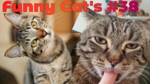 Смешные коты #38.mp4