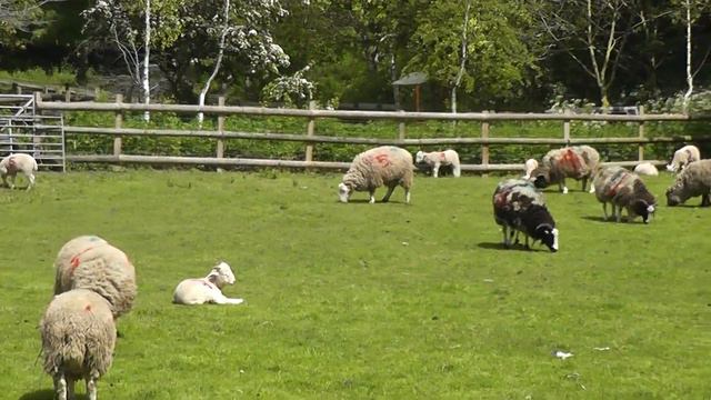 Городская ферма в Лондоне9 смотреть онлайн
