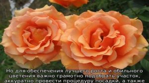 Роза Ашрам