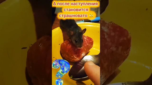 А у Вас есть мыши? Как бороться если нет кошек?