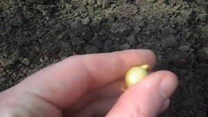 Какой посадить лук, чтобы не пошел в стрелку?