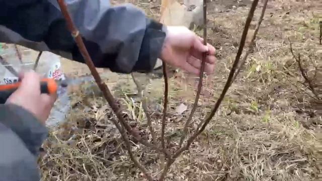 Обрезка метельчатой гортензии)))Клумбы из покрышек☺️ смотреть онлайн