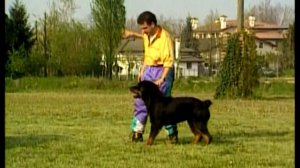 дрессировка собак