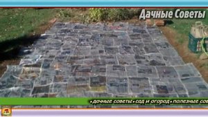 Бесплатная ХИТРОСТЬ с огромной пользой Вот почему я выстилаю ГАЗЕТЫ НА ГРЯДКИ Дачные Совет