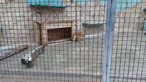 Изящные каракалы Тайгана!