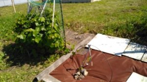 Новые сорта малины:Колокольчик, Таруса,Иллюзия,Красное облако,Мишутка. #малинасорта,#Обзорсада,#сад