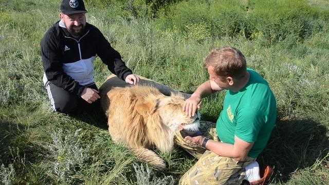 Сафари в Крыму смотреть онлайн