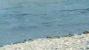 Магаданская рыбалка.2021г.Кижуч 7,5кг.