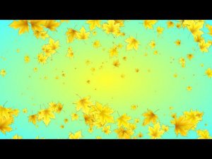 Осенний фон. Кленовые листья падают. Листопад. Футаж для видео монтажа.