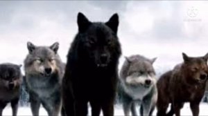 Мужчину окружила стая волков, казалось всё, но дальше случилось невероятное
