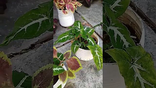 Syngonium Wendlandii plant gardening plant syngonium