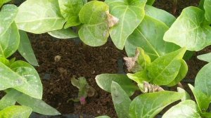 Почему пропадает рассада перца.