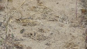 Жук-скакун  ( Cicindela soluta )