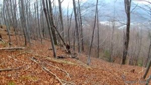 охота на козу з алтай 12к