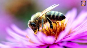 Интересные факты о пчелах