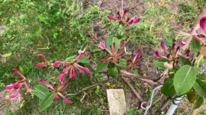 SOS Помогите спасти жимолость декоративную! Всем спасибо!