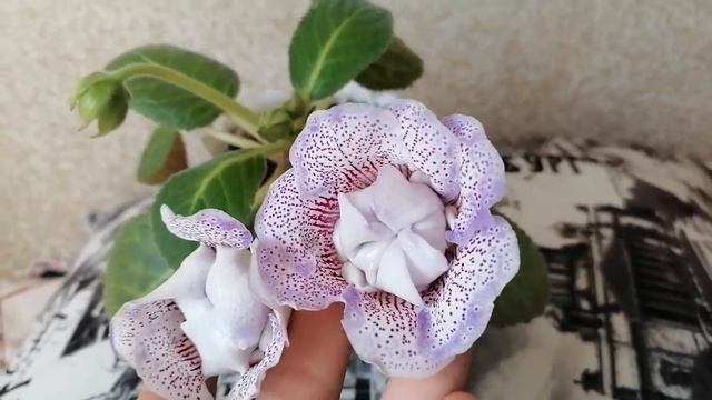 глоксиния, сорт Ромка смотреть онлайн