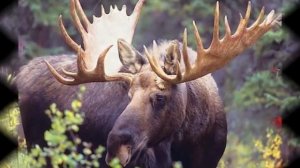 Олеся Слуцкая --падает снег.