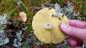 Зеленушка (Tricholoma equestre). Как выглядит гриб на месте произрастания.
