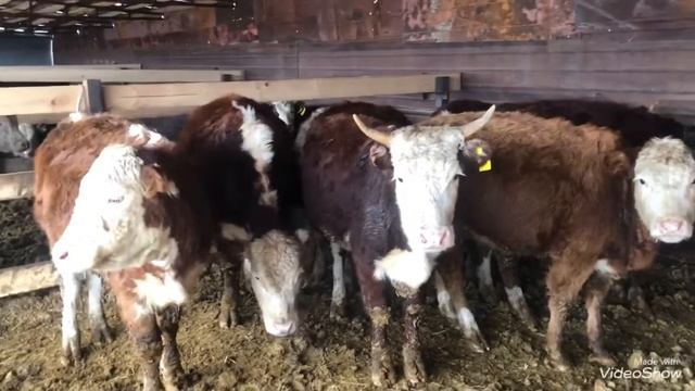 Супер тёлки порода нетели герефорд смотреть онлайн