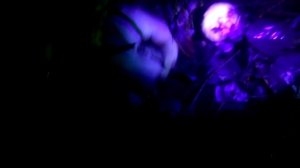 Поиск грибов с ультрафиолетом )))))))))))