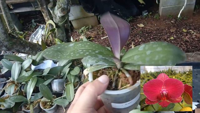 LINDA E RARA ORQUÍDEA PHALAENOPSIS VERMELHA PRE ADULTA смотреть онлайн