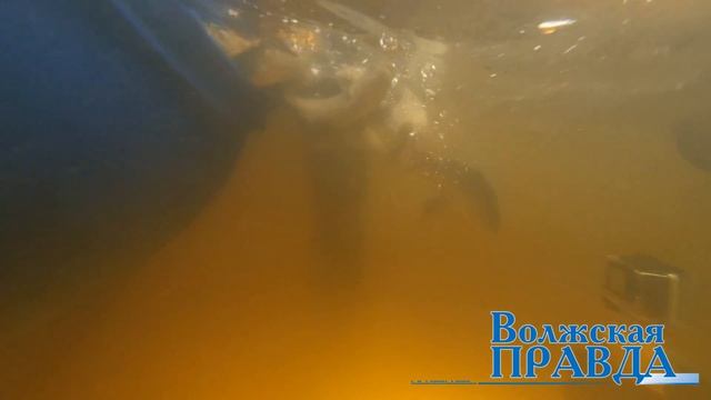 Волжские подводные охотники провели акцию по зарыблению «Подари жизнь Волге» смотреть онлайн