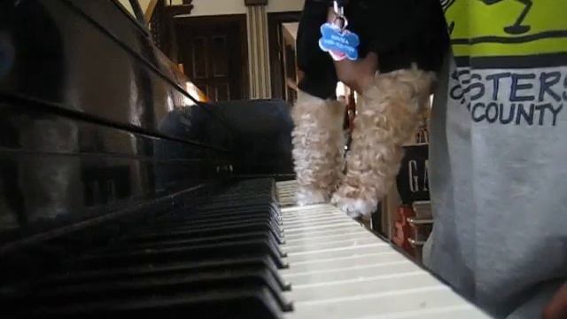 mocha plays the piano.