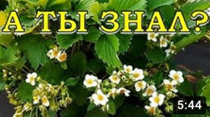 КЛУБНИКА: сделайте это во время цветения???