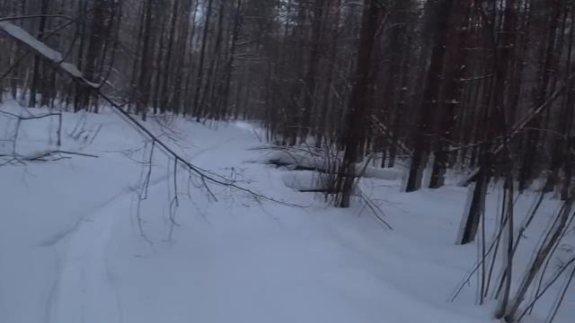 Охота на зайца беляка с русской гончей смотреть онлайн