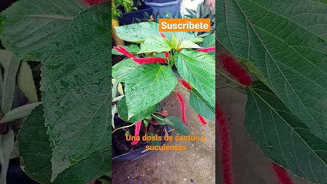 acalypha hispida, sabias que se reproduce por medio de esquejes, sigueme para mas contenido 😊