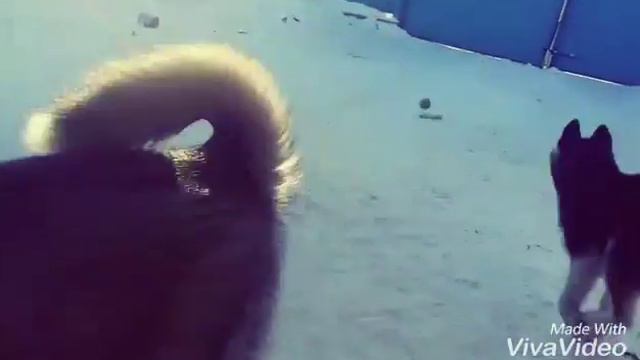 Хаски дурачатся смотреть онлайн